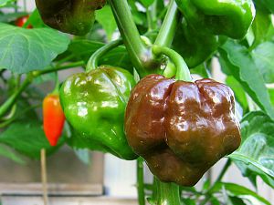 Chocolate Scotch Bonnet