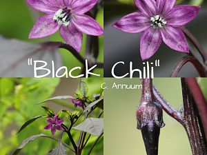 Black Chili