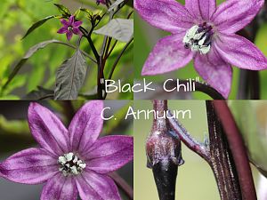 Black Chili