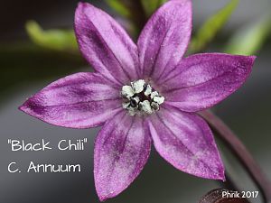 Black Chili