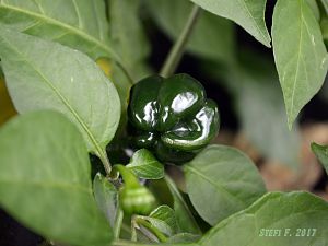 Foodorama Scotch Bonnet Red