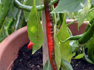 Joe´s Long Cayenne