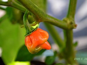 7Pot Primo Orange