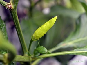 Aji Criollo