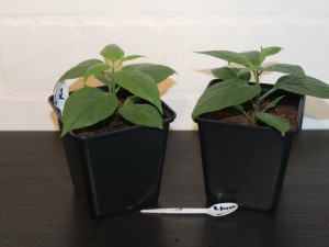 Rocoto Brown Mini