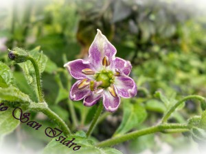 Rocoto San Isidro