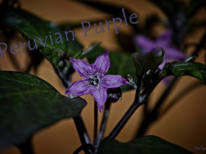 Peruvian Purple