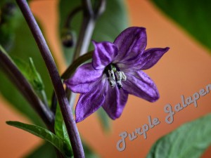 Purple Jalapeño