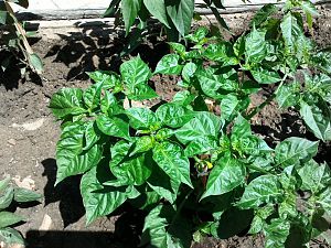 Naga Bhut Jolokia