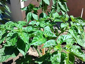 Naga Bhut Jolokia