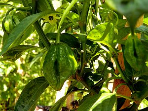 Chocolate Scotch Bonnet