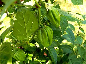 Jamaica Red Scotch Bonnet