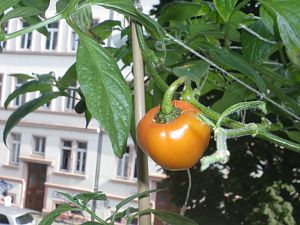 Rocoto Marlene  16.8.