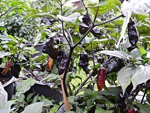 Purple Ghost Kumpel, enttarnt als Black Bhut