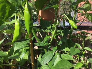 Aji Amarillo