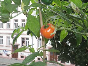 Rocoto Marlene 17.8.