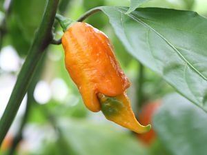 20170808-trinidad-scorpion-long-sr-HM6C8209