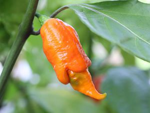 20170809-trinidad-scorpion-long-sr-HM6C8230