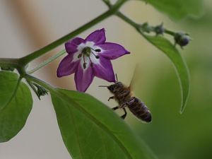 20170814-rocoto-biene-HM6C8341