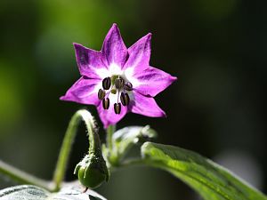 20170814-rocoto-HM6C8356