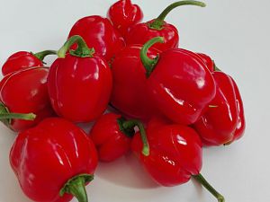 Habanero Calita F1