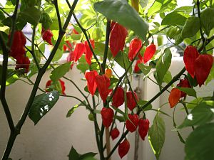 20170820-bhut-jolokia-HM6C8685