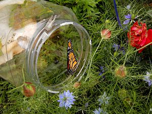 Monarch Schmetterling