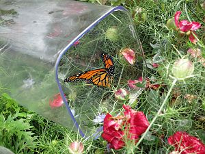 Monarch Schmetterling