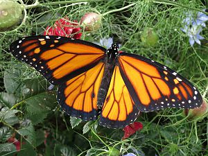 Monarch Schmetterling