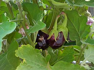 Aubergine