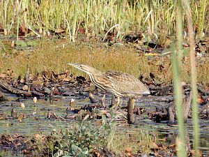 Bittern_Rohrdommel