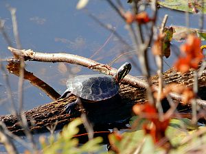 Schildkroete