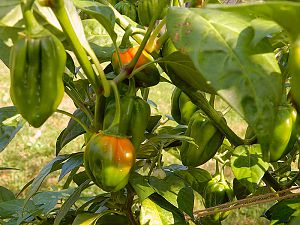 Jamaican Red Scotch Bonnet