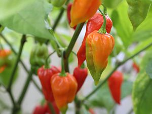 20170827-bhut-jolokia-HM6C8745