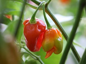 20170827-bhut-jolokia-HM6C8751