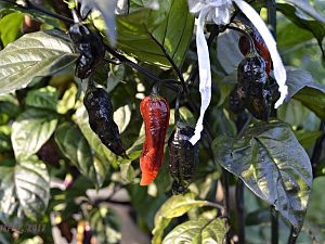 Black Bhut in rot