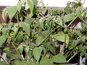 Rocoto BrownMini