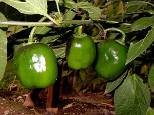 Rocoto LosIncas