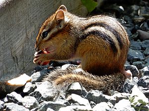 Chipmunk