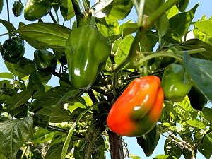 Jamaica Scotch Bonnet