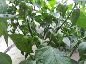 Bhut Jolokia