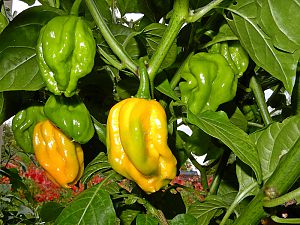 MOA Scotch Bonnet