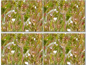 Landende 5mm große Schwebfliege