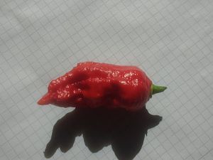 Bhut Jolokia SII