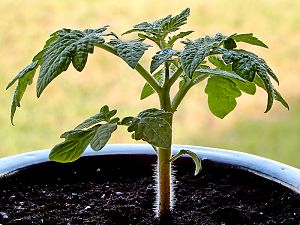 Dwarf Yellow Wax Tomate