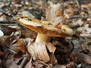 Pilz 06.09.17