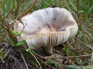 Pilz 2   06.09.17