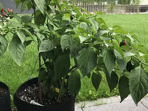 Bhut Jolokia