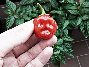 Halloween Habanero