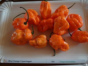 Bhut_Orange_Copenhagen_10